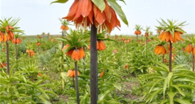 Siverek'te Ters Lale Mevsimi