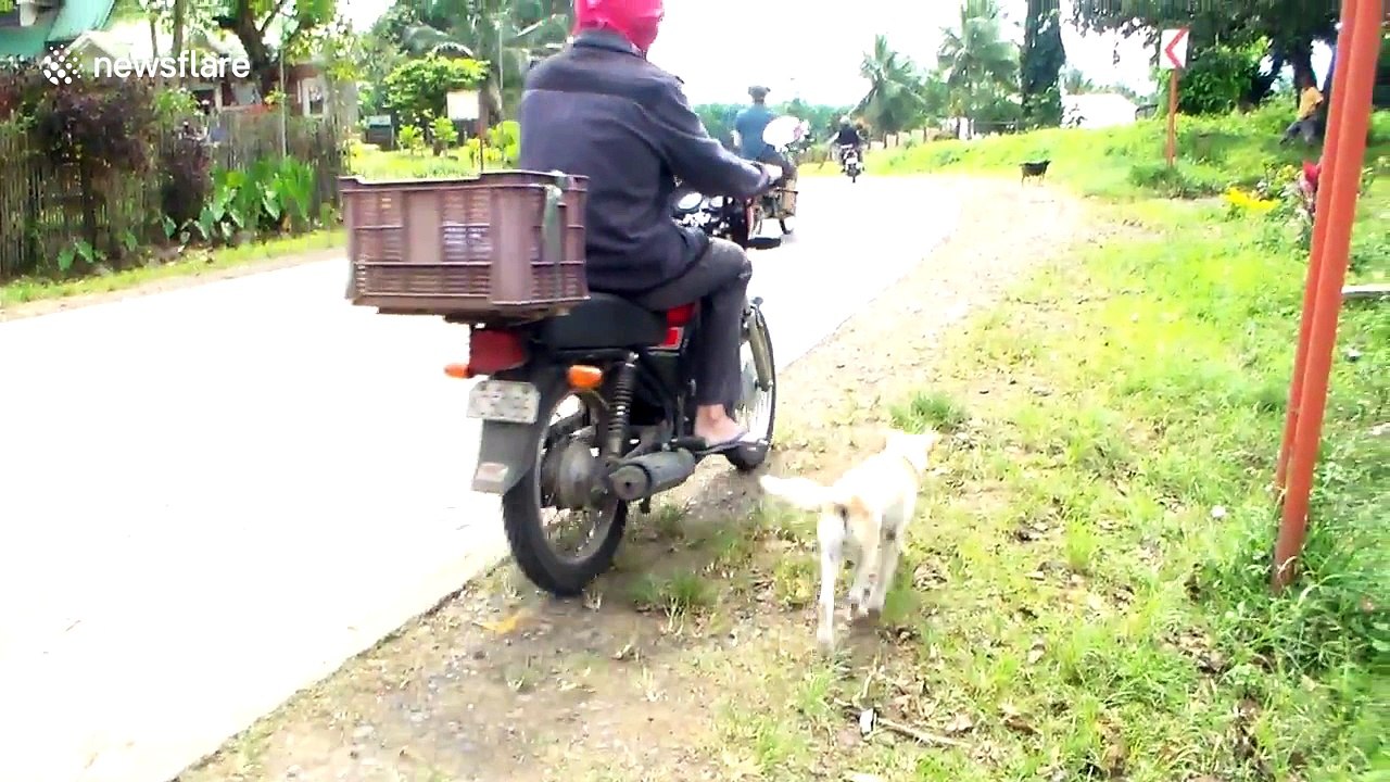 Rescue dog won't let owner leave the house