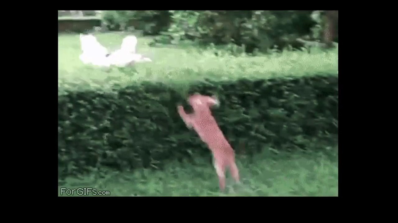 JEDI & PADAWAN - PAROLE D'ANIMAUX-JrXnKI0DfV8