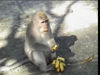 BALI INDONÉSIE (UBUD)