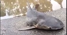 Shark Washes Up at Flooded Playground