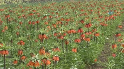 Pazar Sıkıntısı Yaşayan Ters Lale Üreticileri Destek Bekliyor