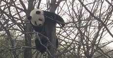 National Zoo's Giant Panda Navigates Tree With Ease