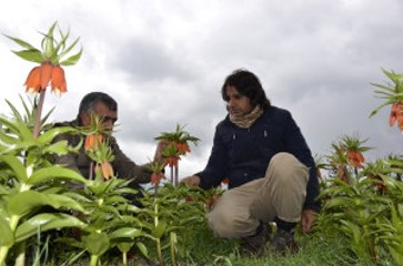 Pazar Sıkıntısı Yaşayan Ters Lale Üreticileri Destek Bekliyor