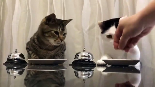 Deux chats sonnent pour avoir des croquettes
