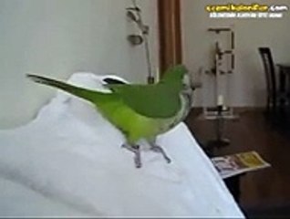 Yeşilçam'ın Kötü Karakterleri Gibi Gülen Papağan