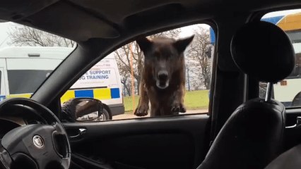 Police Dog's Spectacular Entrance Into a Suspicious Car