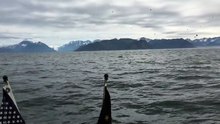 Humpback Whales Feeding