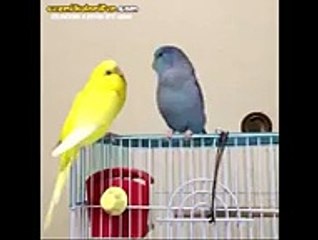 Dedikodu Yaparken Kendinden Geçen Muhabbet Kuşu