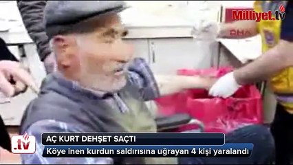 Aç kalan Kurt 4 kişiyi yaraladı