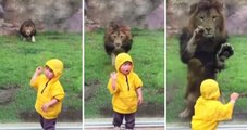 OMG Lion attempts to POUNCE on little boy but slams into the enclosure glass OMG VIDEO