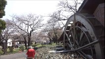 東綾瀬公園の桜　2017・4・3（月）