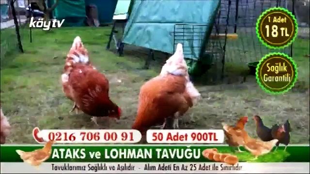 KÖY TV - Akhisar Zeytinliova'dan zeytin belgeseli