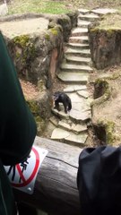 Énervé, le singe lance son caca sur le nez d’une vieille dame