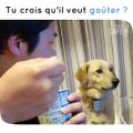 Quand ton chien regarde fixement ta nourriture