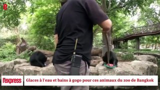 Glaces à l'eau et bains à gogo pour ces animaux du zoo de Bangkok