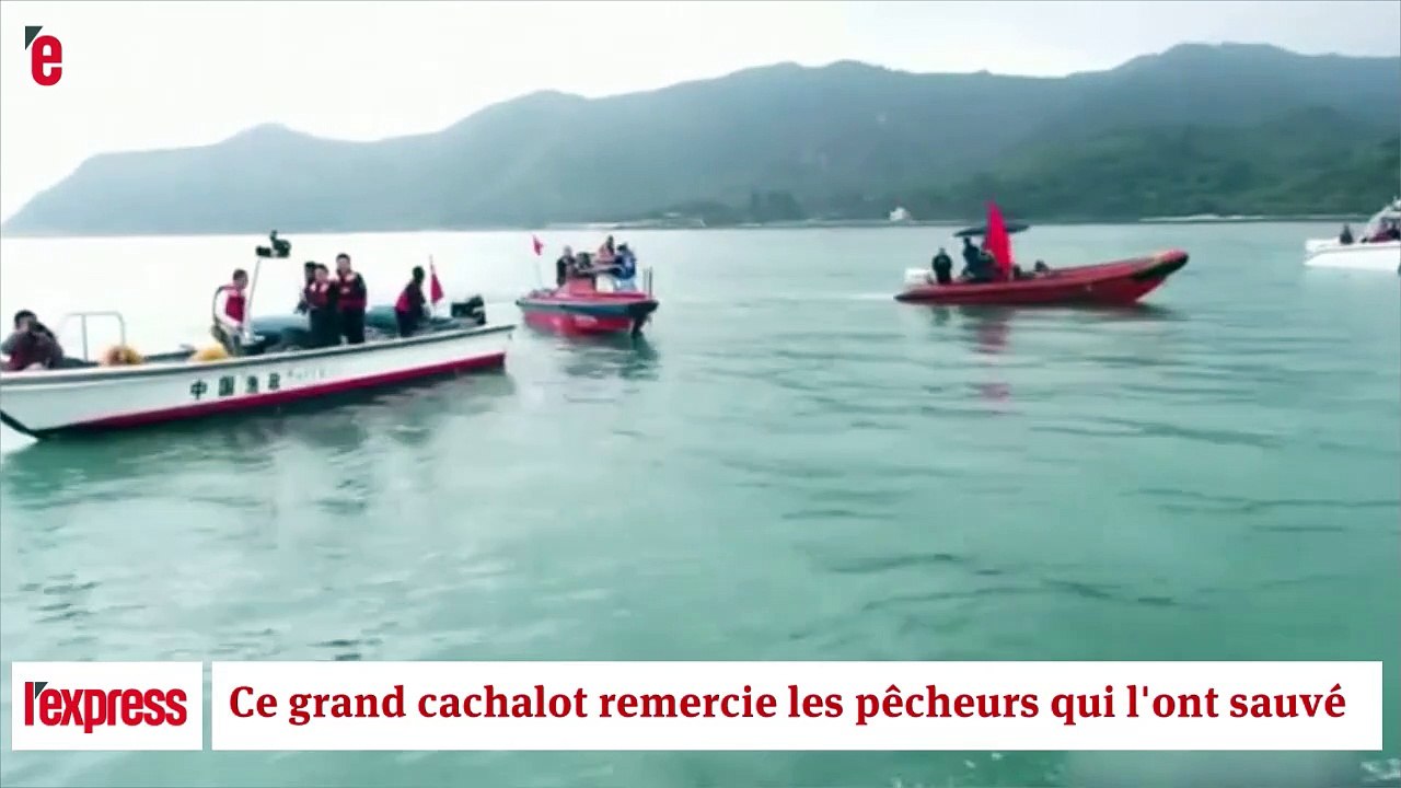 Ce grand cachalot remercie les pêcheurs qui l'ont sauvé