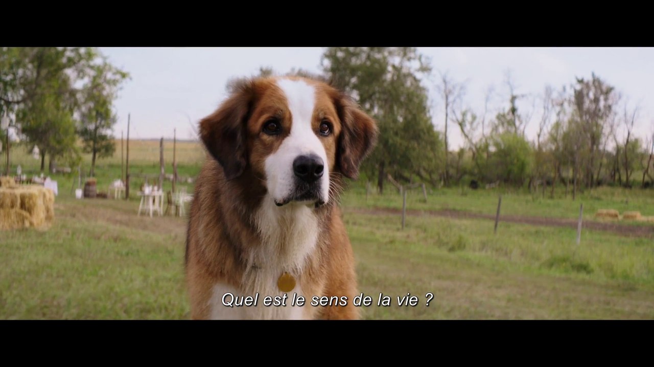 MES VIES DE CHIENS - Featurette - A Look Inside - VOST [Full HD,1920x1080]