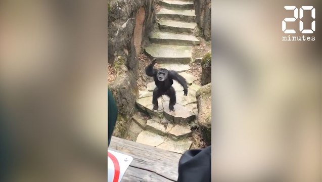 Un singe jette ses excréments sur une grand-mère - Le Rewind du 03 avril 2017