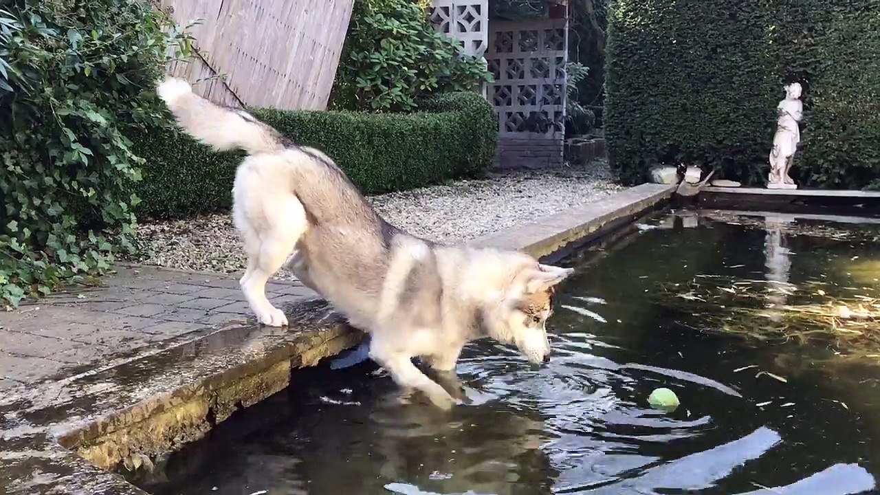 Determined husky fetched ball from pool