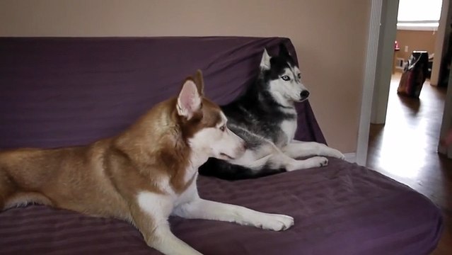Ils demandent à leur fils ce qu’il veut manger. Mais la réponse du chien est à mourir de rire !