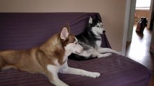 Ils demandent à leur fils ce qu’il veut manger. Mais la réponse du chien est à mourir de rire !
