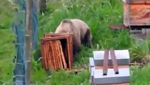 Αρκούδα κατασπαράζει ολοζώντανη κυψέλη live on camera