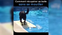 Ce chien récupère sa balle dans une piscine sans se mouiller