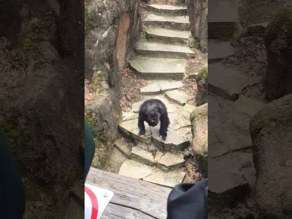 Quand un chimpanzé jette ses crottes sur le nez d’une vieille dame