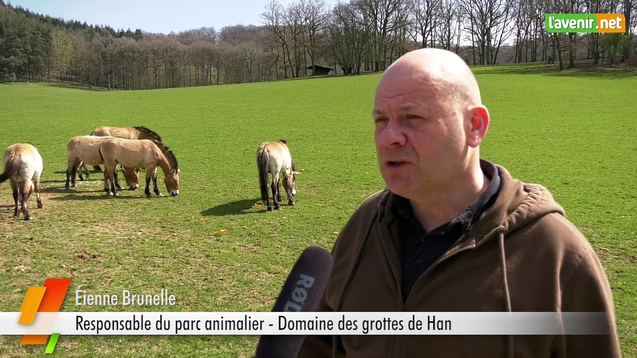 L'avenir - Réintroduction du cheval de Przewalski de Han sur Lesse vers la Chine