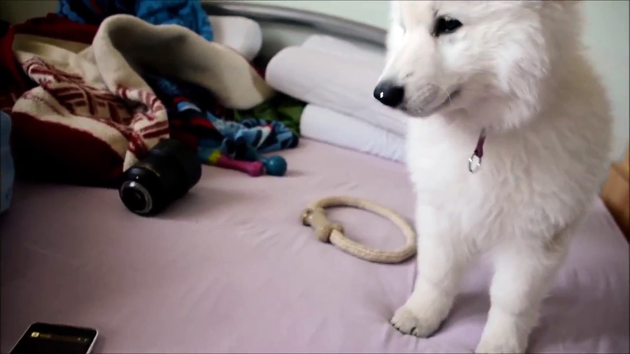 Funny and super cute white swiss shepherd puppy