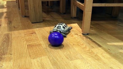 This Turtle Knows How To Plays Fetch And Is Never Bored Anymore