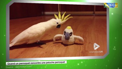 Quand un perroquet rencontre une peluche perroquet