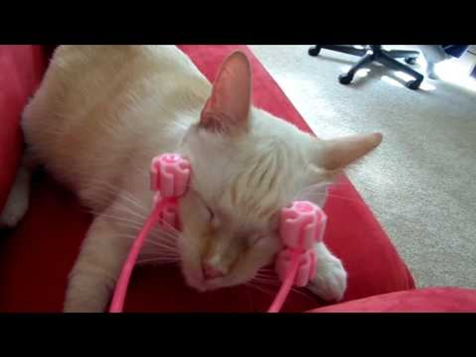 Cat Absolutely Loves This Face Message