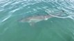 Great White Shark Spotted Near Florida Coast