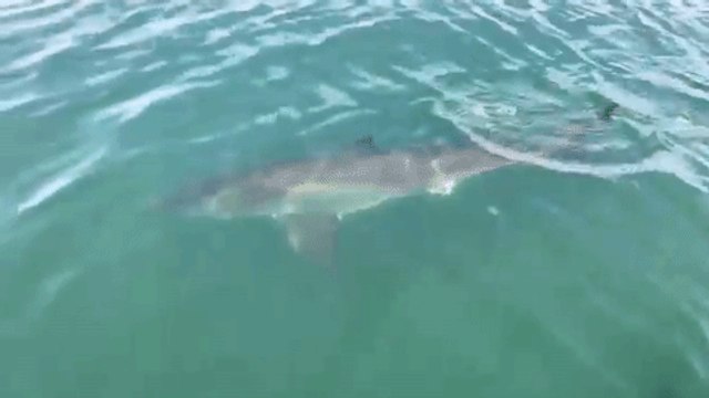 Great White Shark Spotted Near Florida Coast