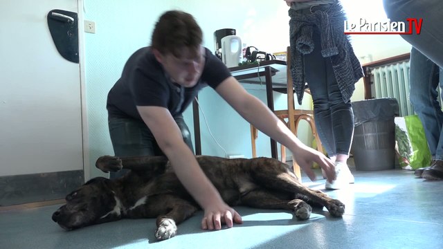 Un stage de premiers secours pour nos toutous !