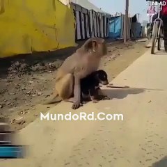 Wao un mono cuidando de un perrito y fijate en la forma