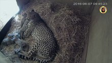 Exceptionnel : une femelle guépard donne naissance à 4 bébés, dans une réserve africaine !