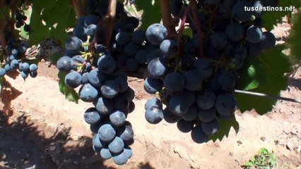 Vinos y Amigos Promo 2017