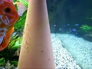 Pigeon marlboro ponte 008