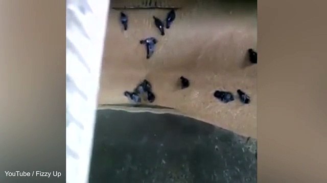 Máquina de fábrica russa tritura pombos junto com grãos