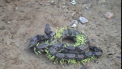 Ce serpent aurait dû réfléchir avant de s'attaquer à un porc-épic !