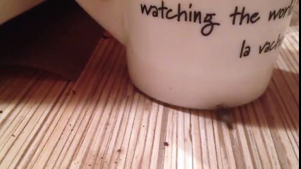 МУХА НАСРАЛА ЦЕЛУЮ КРУЖКУ!!! ШОК! СМОТРЕТЬ ВСЕМ