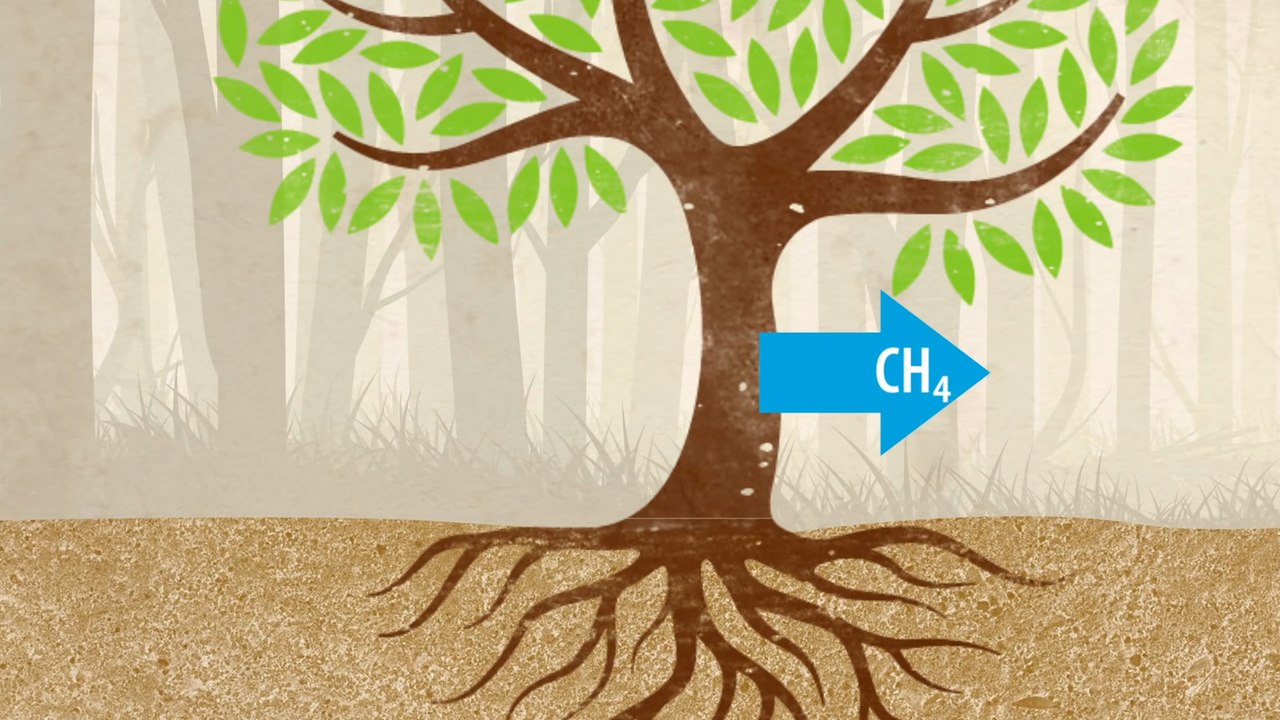 Some Tree Trunks Found To Emit Methane