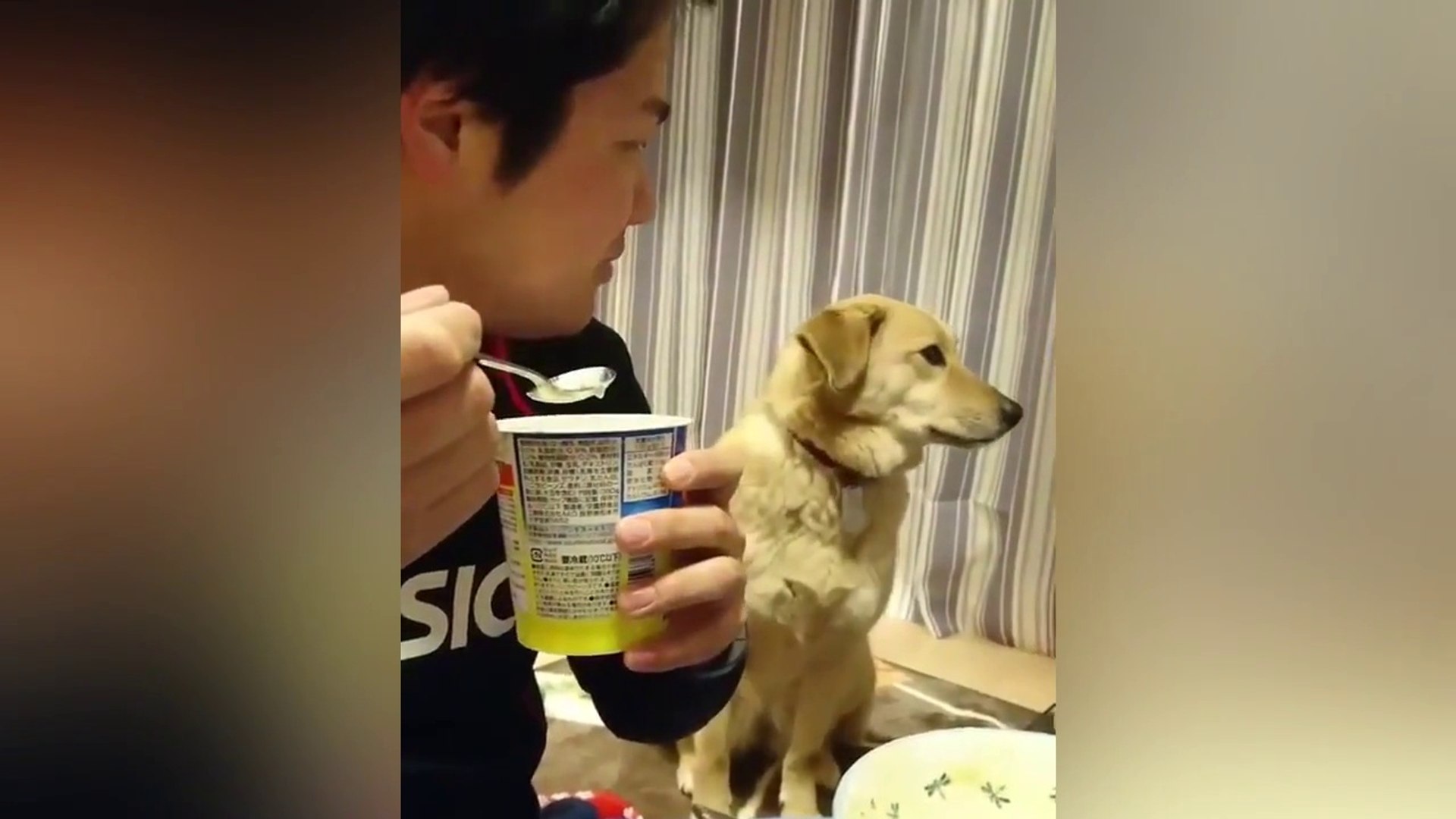 Ce chien veut tellement manger la glace !