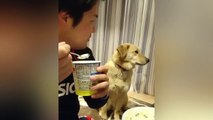 Ce chien veut tellement manger la glace !