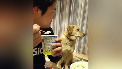 Ce chien veut tellement manger la glace !