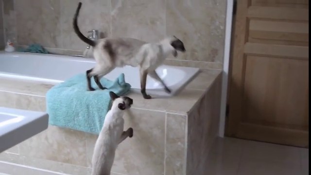 Ces chats pètent un câble quand on prend la douche