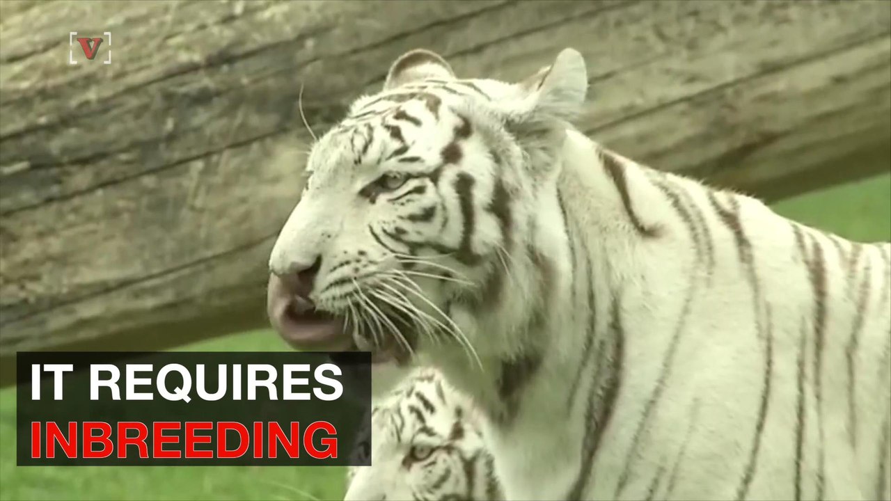 Check Out Rare White Tiger Quadruplets